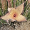 Aasblume (Stapelia gigantea)